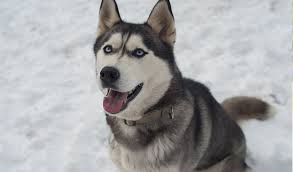 Husky Ozellikleri Yavru Kopek Sibarya Kurdu Nerede Yasarlar