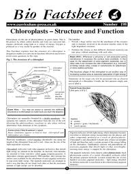 Learn about chloroplast structure with free interactive flashcards. Bio Factsheet Chloroplasts Structure And Function Number 198 Www Curriculum Press Co Uk