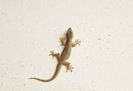 Lizards don't seem to mind the. Simple Tips To Remove Lizards From Your Home