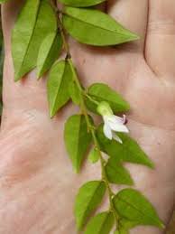 Image result for Carpolobia goetzei