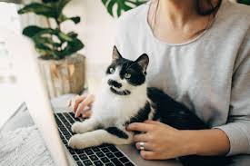 Cahuenga pet hospital is located in los angeles city of california state. Bothell Pet Hospital Providing Exceptional Veterinary Care Since 1954