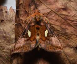 Image result for Autographa excelsa