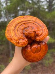 Image result for Ganoderma curtisii