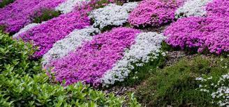 It has tough roots that will grip tightly to the ground, making the soil is more solid and retains the strength. Top 10 Fast Growing Ground Cover Plants Pyracantha Co Uk