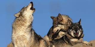 Wolves is not endorsed by or affiliated with microsoft. Play In China Faces Criticism After Wolves Chase Actors On Stage