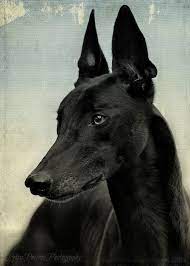 Feel free to like my page on facebook: Pin By Moira Iriarte On Galgos Sight Hounds Beautiful Dogs Dogs Grey Hound Dog