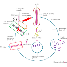 Gliclazide actavis decreases microthrombosis by two mechanisms which may be involved in complications of diabetes: Sulfonylureas Site Of Action Pharmacokinetics Dose Conversion