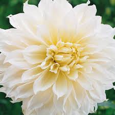 Jul 15, 2017 · the flowers are inches across! Giant Dinnerplate Dahlia Fleure K Van Bourgondien