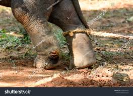 Wounded Baby Elephant Foot Tied String Stock Photo 1568514445 | Shutterstock