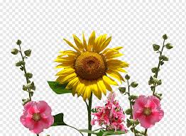 Lihat ide lainnya tentang bunga, bunga matahari, rangkaian bunga. Bunga Desain Bunga Bunga Matahari Umum Mawar Hollyhocks Daun Bunga Bunga Potong Keluarga Daisy Tanaman Tanaman Tahunan Bunga Matahari Biasa Memotong Bunga Png Pngwing