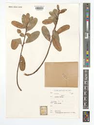 Image result for Englerophytum magalismontanum