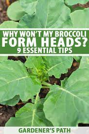 2 to 3 feet between rows. Why Won T My Broccoli Form Heads 9 Essential Tips Gardener S Path