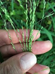Image result for Urochloa oligotricha