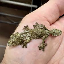 Image result for Urochloa pungipes