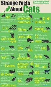 Sexual behavior in male cats. Understanding Your Cat S Behavior Cat Facts Weird Facts Cat Infographic