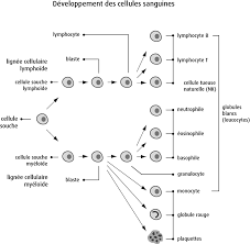 La sang comporte différents types de cellules: Les Plasmocytes Societe Canadienne Du Cancer