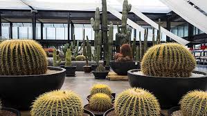 Si es tu caso, sigue decorando tu habitación con los cactus que. Xeropaisajismo O Como Tener Un Bonito Jardin Con Bajo Consumo De Agua