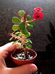 Image result for Euphorbia pfeilii