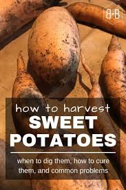 When to harvest sweet potatoes. Pin On Gardening And Landscape