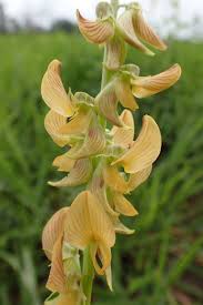 Image result for Crotalaria hyssopifolia