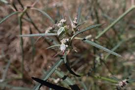 Image result for Euphorbia eranthes