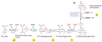 Glycolysis can be split into two phases, both of which occur in the cytosol. Glycolysis Cellular Respiration Biology Article Khan Academy