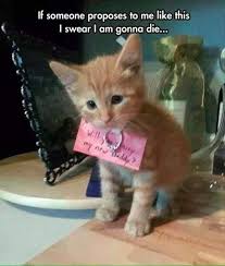 Clean Memes 01 11 2020 Evening In 2020 Cute Baby Animals Funny Animal Photos Funny Animal Memes