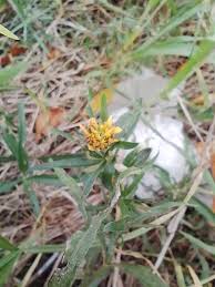 Image result for Pascalia glauca