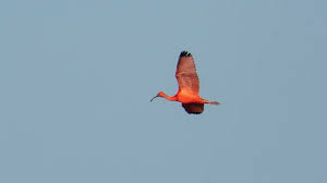 Zeldzame rode ibis gespot in merelbeke: D5mt2zrsbrcchm