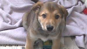 Every year, millions of dogs and cats end up in animal shelters across the country. National Adopt A Shelter Pet Day Recognized By Local Shelters Wnky 40 News