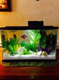 Betta Fish Tank Betta Betta Fish Tank Betta Tank Betta Fish