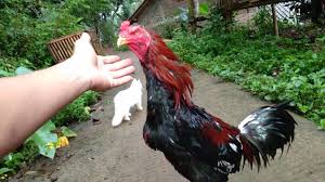 Ayam pukul mati, pukul saraf, pukul ko, video ayam tarung. Ciri Ciri Kepala Badan Dan Kaki Ayam Aduan Mempunyai Pukul Ko Youtube