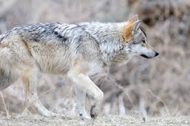 Gray Wolf (Canis lupus) New World