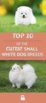 They have a cute and fluffy body figure, which tempts people to adopt them. Small White Dog Not Fluffy Novocom Top