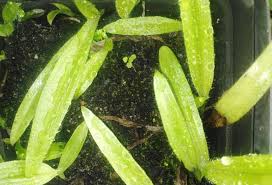 Image result for Hypoxis nyasica