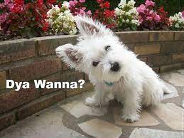 Puppies for sale and adopt a puppy or dogs for adoption in tampa, fl. Westie West Highland White Terrier Puppies For Sale Adoptapet Com