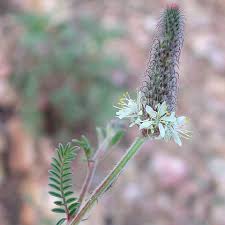 Image result for Dyschoriste albiflora