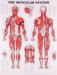 Buy The Muscular System Anatomical Chart Book Online At Low