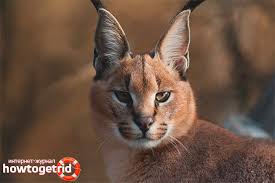 Cougar ftd, sabre ftd and cougar advantage elite. Caracal Description Of The Breed And Character Of The Cat
