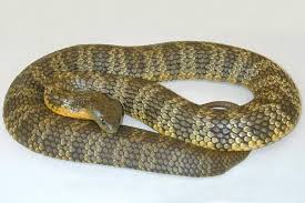 10 most venomous snakes in world the most 10 of everything snake animals types of snake