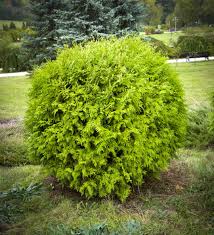 How To Plant And Grow Arborvitae