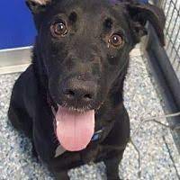 Available Pets At Community Humane Shelter Of Steuben County In Angola Indiana Angola Indiana Shelter Angola
