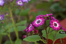 Image result for Pericallis hybrida