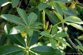 Image result for Pachira glabra