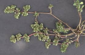 Image result for Guilleminea densa