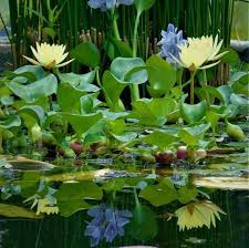 Water Hyacinth Live Koi Pond Plants 12 Live Plants In 2020 Floating Pond Plants Pond Plants Water Pond