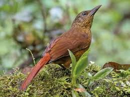 Image result for Tristachya viridiaristata