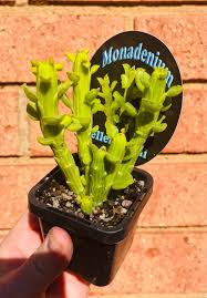 Image result for Monadenium discoideum