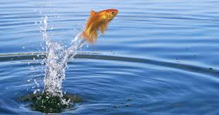 Why Do Fish Jump Out Of Water Fish Jumps Fish Animals Images