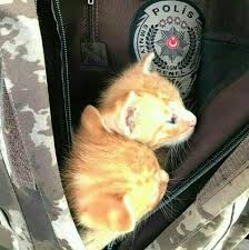 En Guvenli Yer Hayvanlar Kedi Hayvan